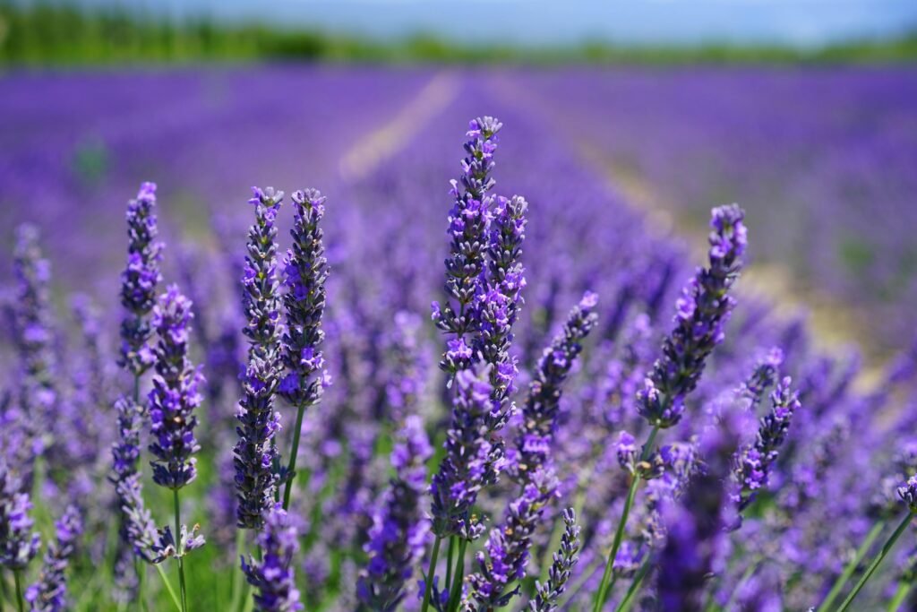 aceite esencial de lavanda remedio natural para la ansiedad
